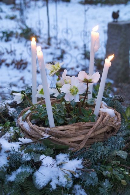 Imbolc Candlemas Brigid crown with candles and Spring shoots.
