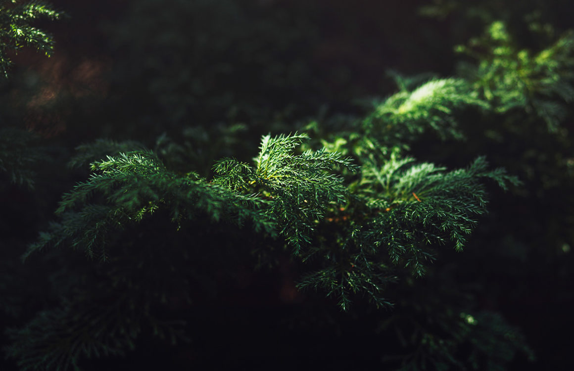 Rigel hellas photo of Irish evergreen Imbolc light